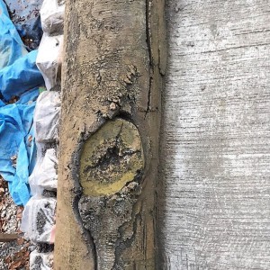 公園の橋の擬木